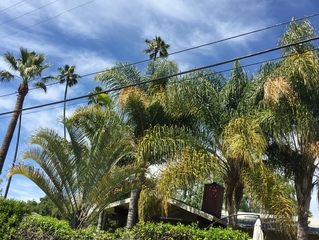Cut Trees in Pasadena